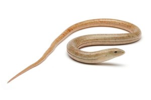 Pseudopus (Ophisaurus) apodus